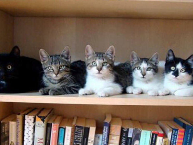 Кошачий синхрон Коты сидят на полке