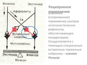 Взаимное торможение центров - механизм взаимодействия
