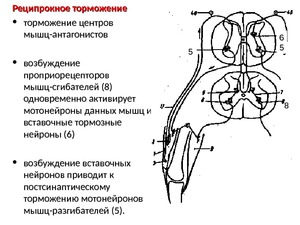 Торможение центров мышц - как это происходит