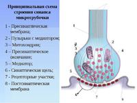 Нервно-мышечный синапс