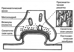 Этапы синаптической передачи