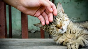 Какими бывают прикосновения? Какими бывают прикосновения