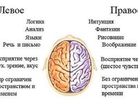 Ведущее полушарие мозга