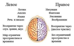 Ведущее полушарие мозга
