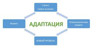 В чем суть адаптации