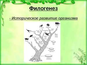 Понятие термина филогинез