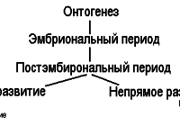 Развитие человека - основные этапы