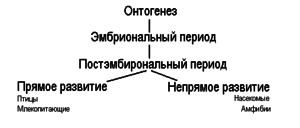 Развитие человека - основные этапы
