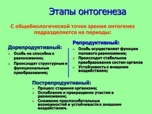  Этапы онтогенеза - развитие эмбриона человека