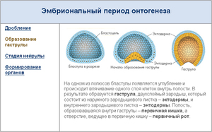 Эмбриональный период развития - особенности