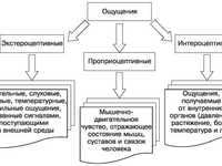 Что таое  проприоцептивные ощущения