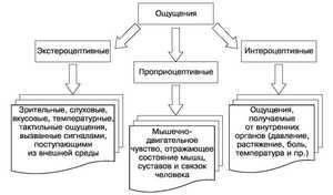 Что таое  проприоцептивные ощущения