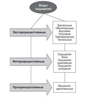 Как делятся ощущения