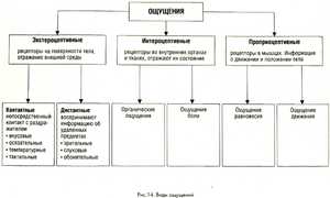 Какие есть виды ощущений