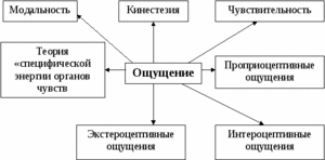 Какие существуют виды ощущений