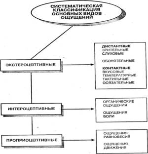 Виды восприятий