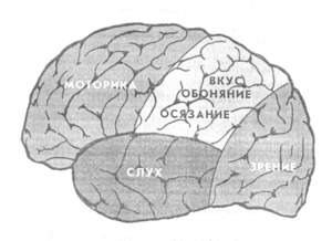 Физиологические основы ощущений