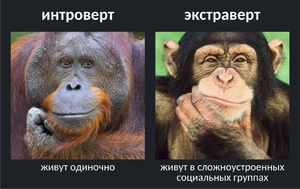 Чем отличаются друг от друга интроверт и экстраверт